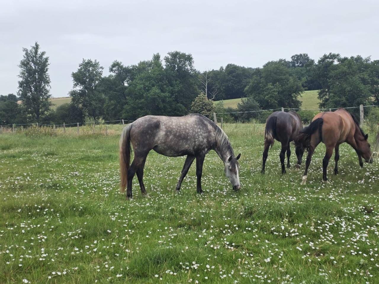 Filly Lusitano For sale 2021 Grey