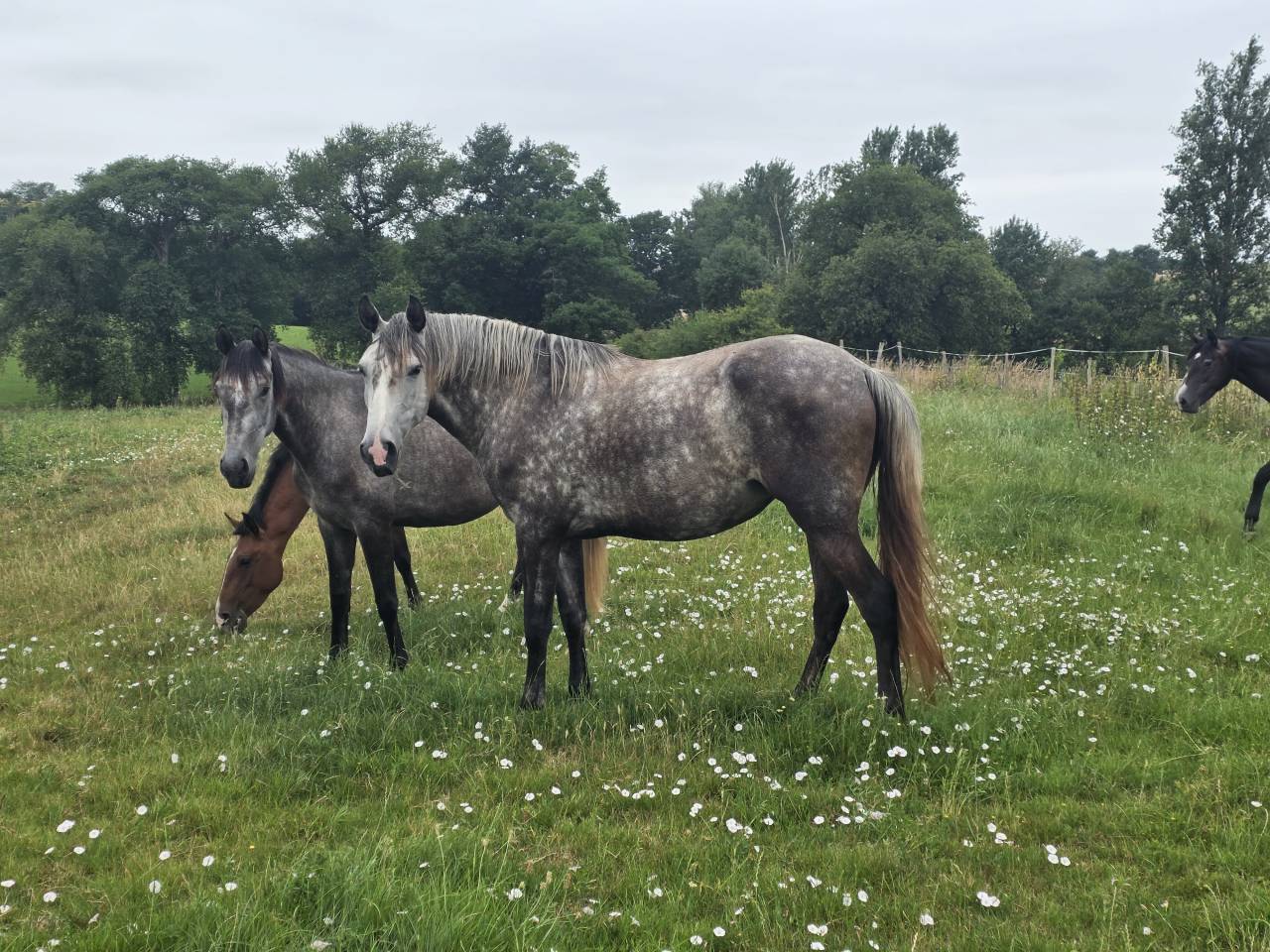 Filly Lusitano For sale 2021 Grey