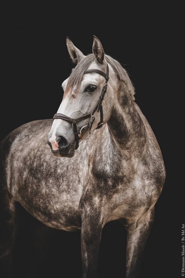 Filly Lusitano For sale 2021 Grey