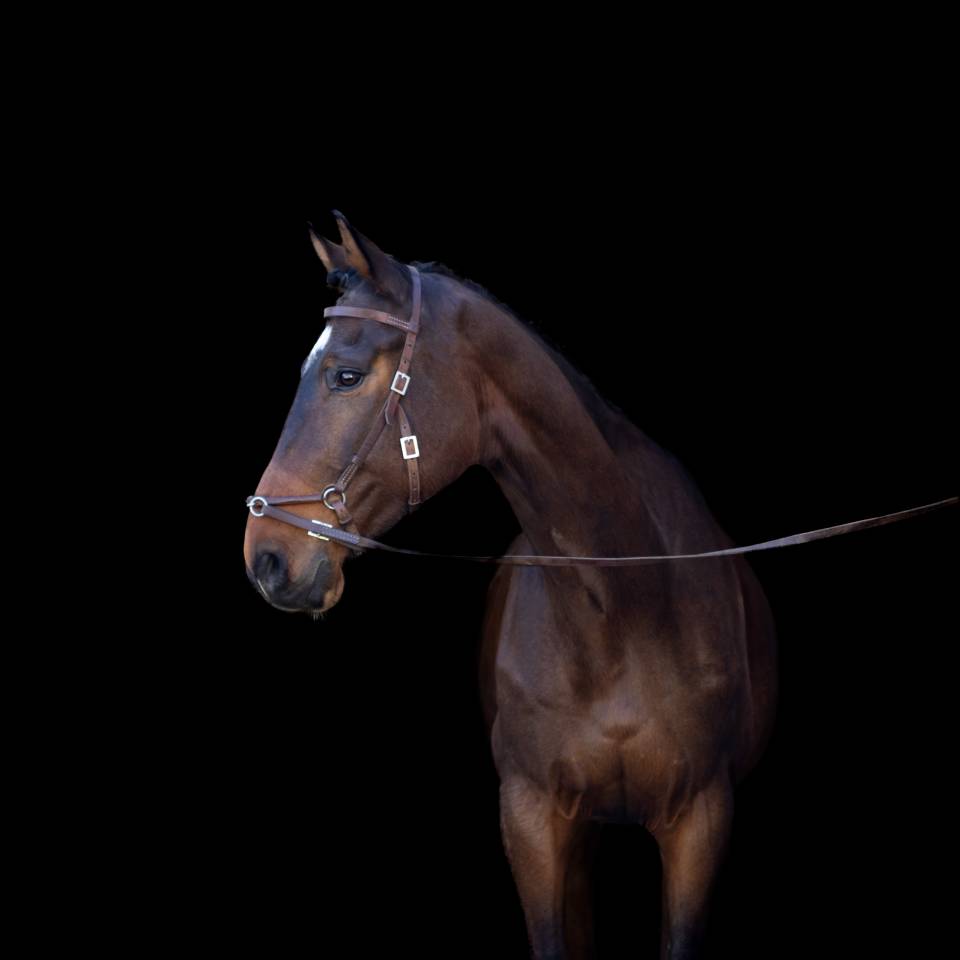 Gelding Origin Recorded For sale 2018 Bay