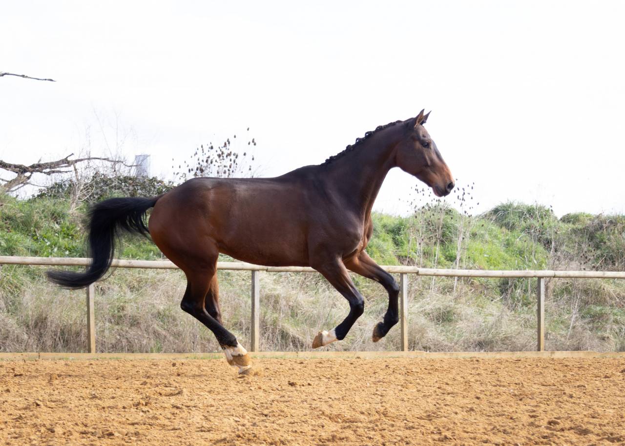 Gelding Origin Recorded For sale 2018 Bay