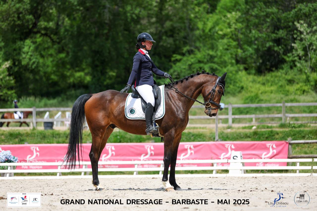 Gelding Origin Recorded For sale 2018 Bay