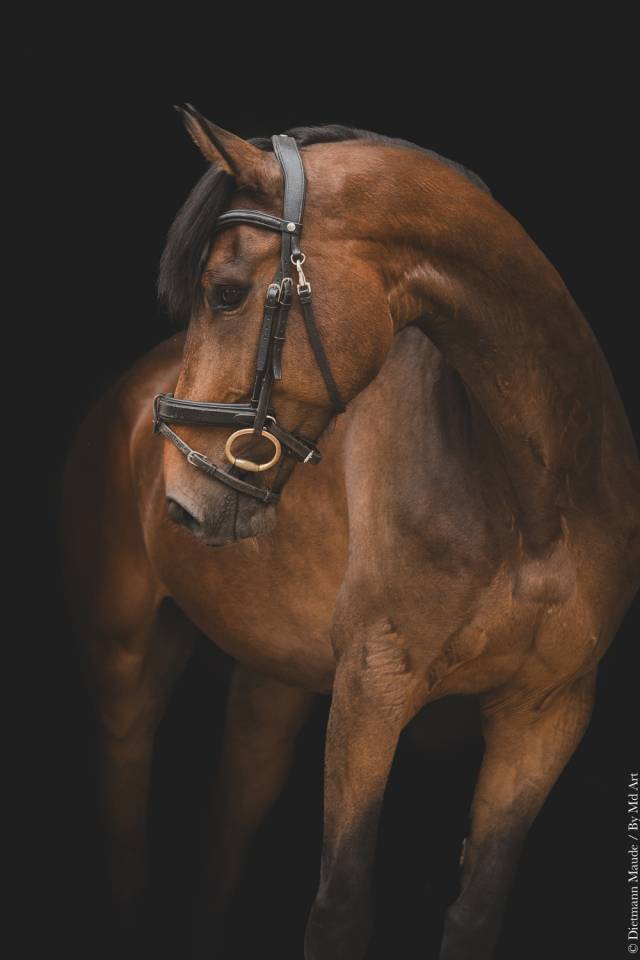 Gelding Origin Recorded For sale 2018 Bay