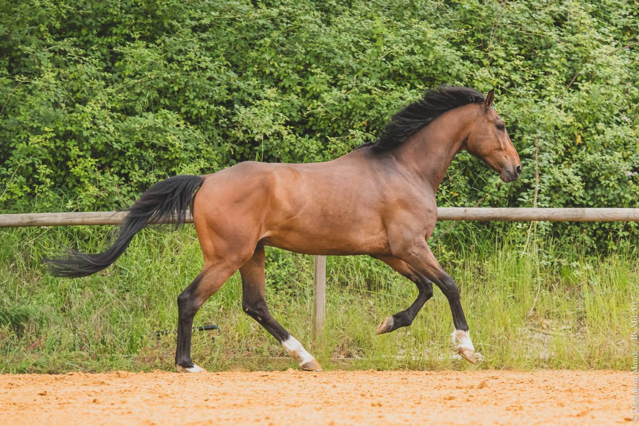 Gelding Origin Recorded For sale 2018 Bay