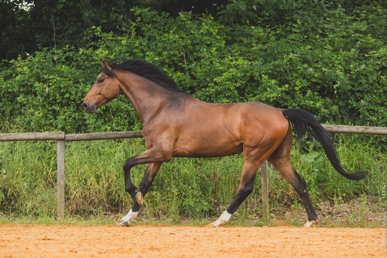 Gelding Origin Recorded For sale 2018 Bay