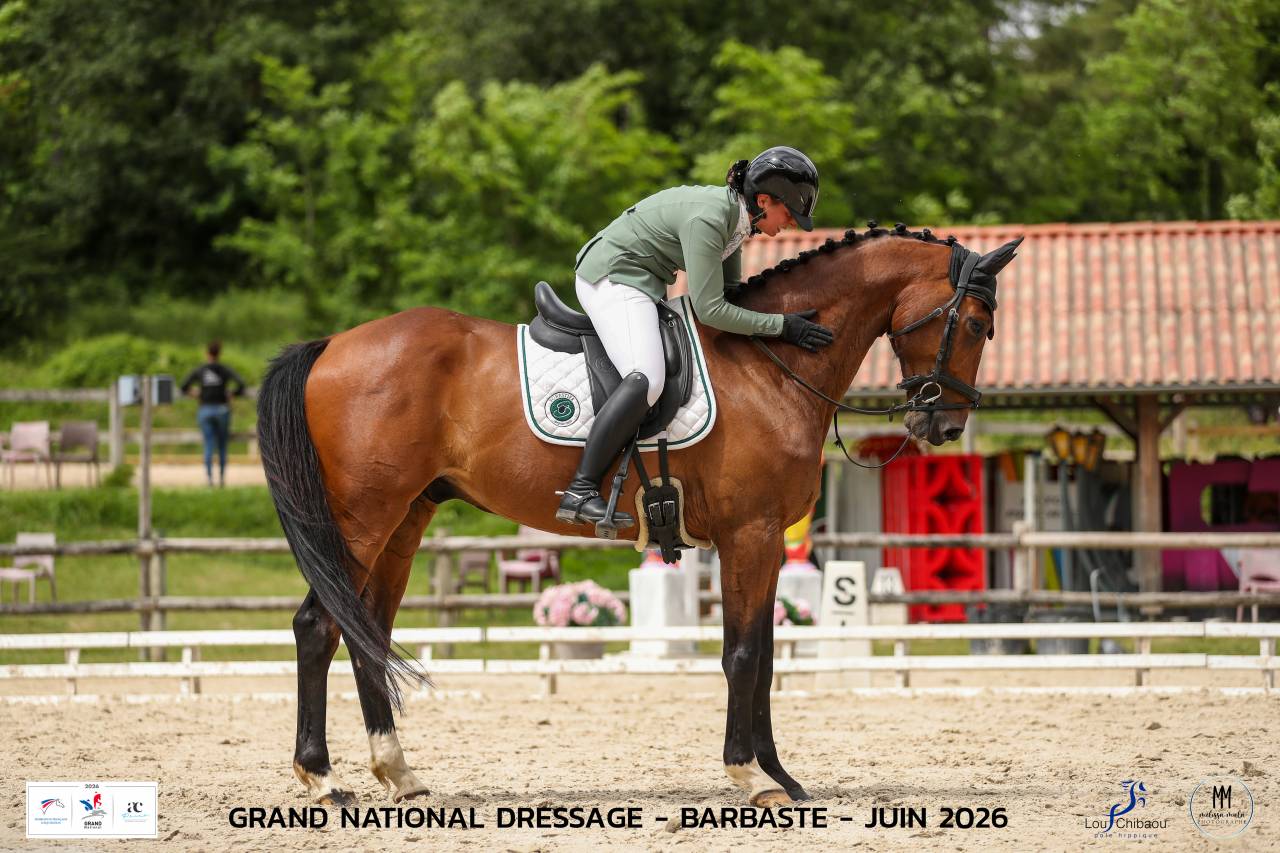 Gelding Origin Recorded For sale 2018 Bay
