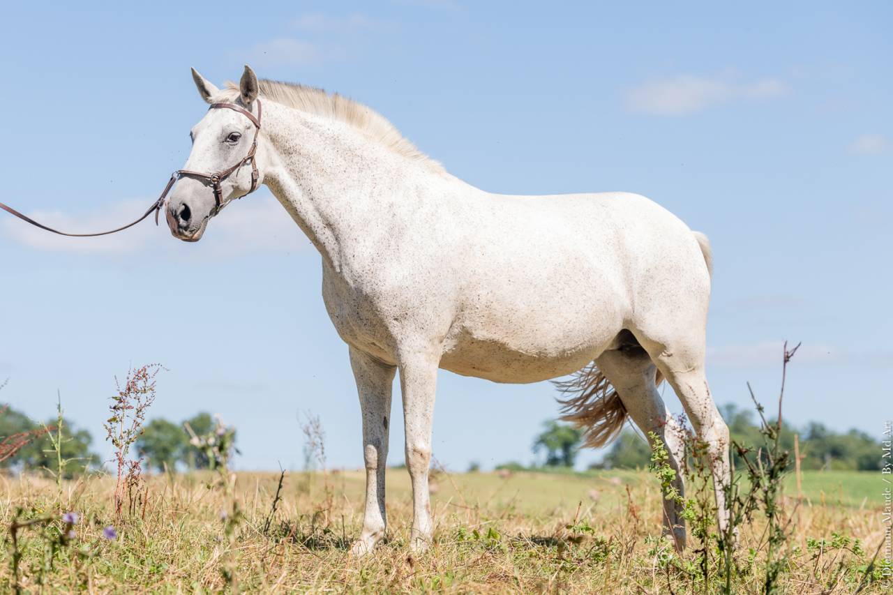 Broodmare Lusitano For sale 2011 Grey