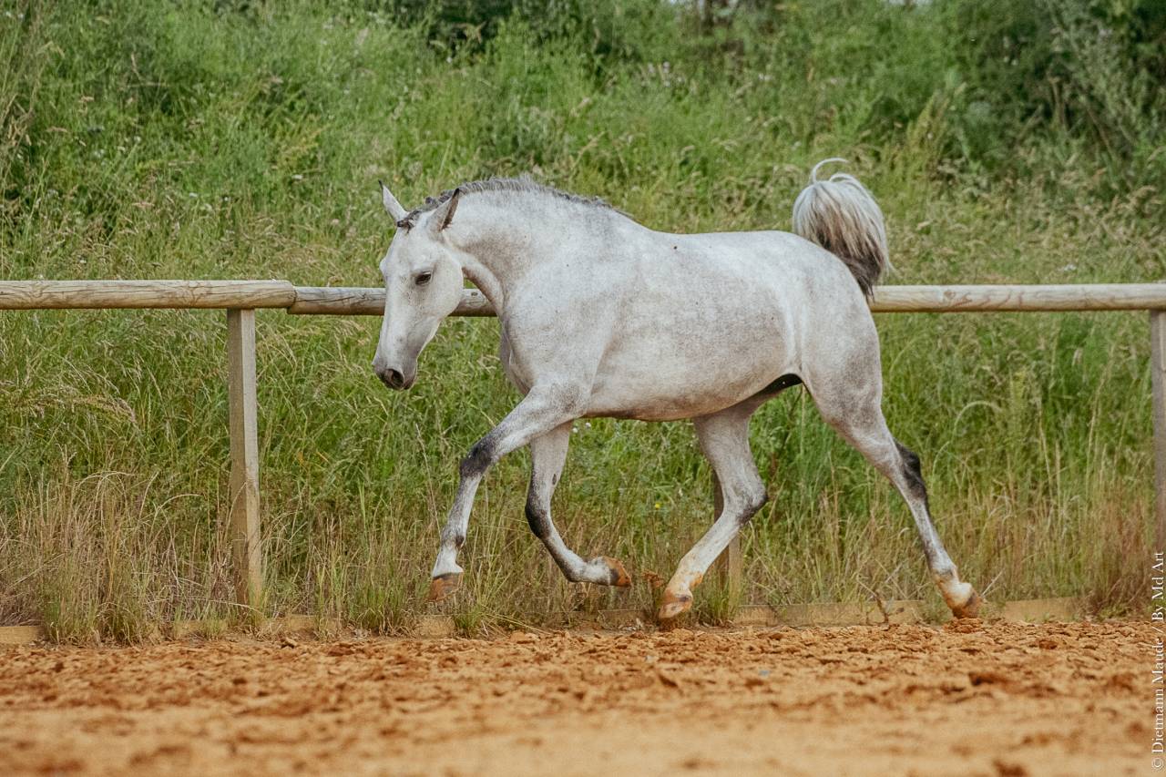 Mare Lusitano For sale 2019 Grey