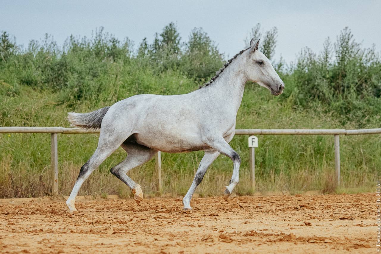 Mare Lusitano For sale 2019 Grey
