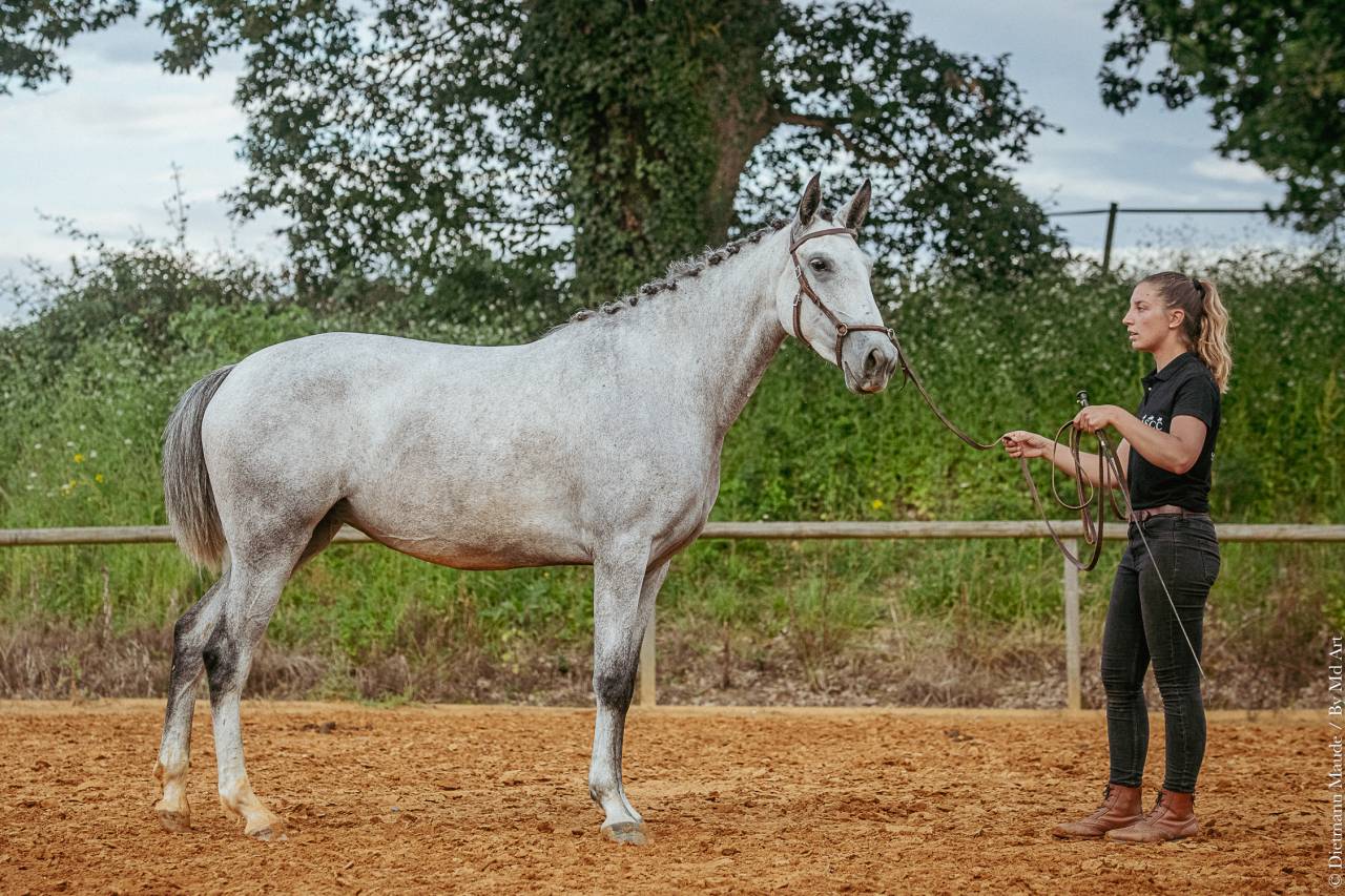 Mare Lusitano For sale 2019 Grey