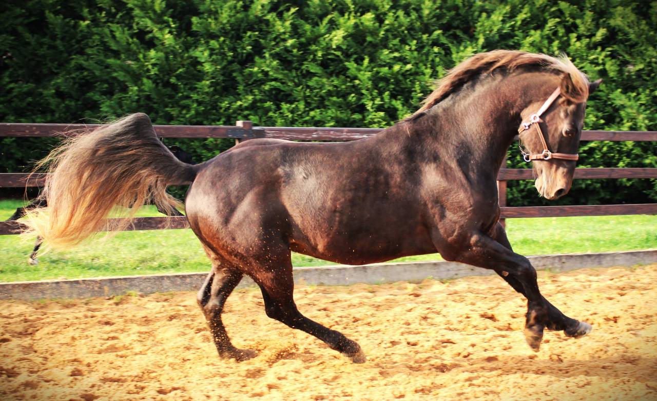 SILVER ONEX WOOD - Quarter 2015 by Silver wood strike