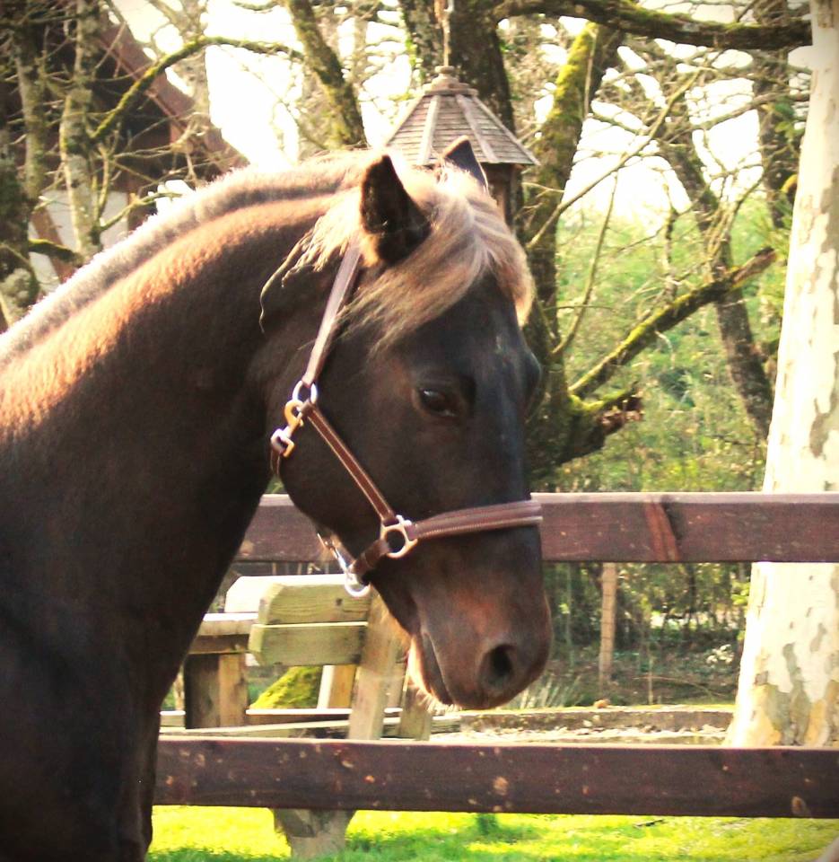 SILVER ONEX WOOD - Quarter 2015 by Silver wood strike