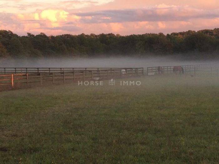 Stud farm  Seine-et-Marne