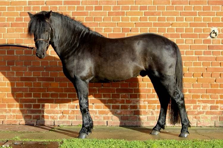 Green Bell Pepper d'Ash - Dartmoor 2016 by moortown storm