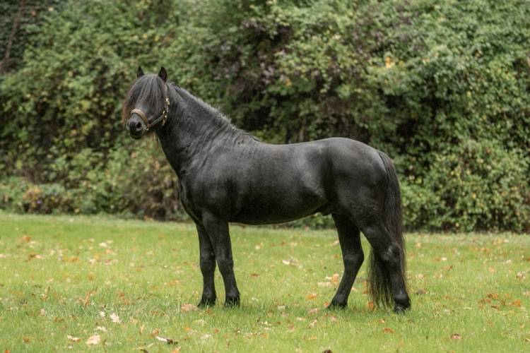 Green Bell Pepper d'Ash - Dartmoor 2016 by moortown storm