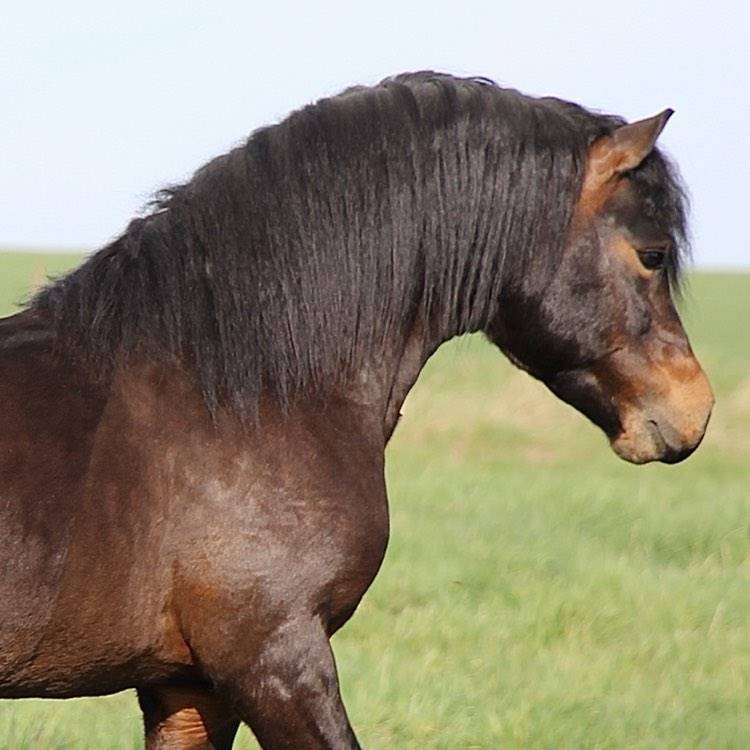 Trewassick Warleggan - Dartmoor 2017 by SHILSTONE ROCKS WARLORD