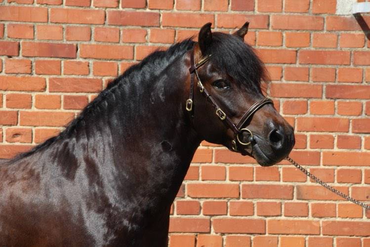 Trewassick Warleggan - Dartmoor 2017 by SHILSTONE ROCKS WARLORD