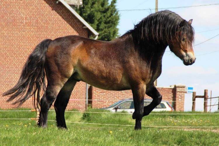 Shisltone Rocks Rigadoon  - Dartmoor 2012 by SHISLTONE ROCKS NORTHCOUNTRYMAN