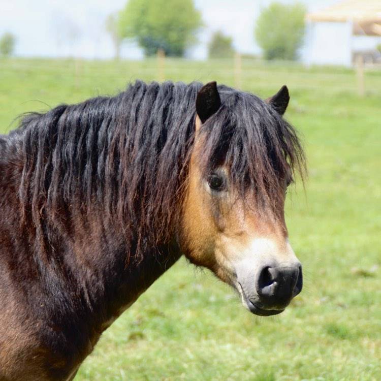 Shisltone Rocks Rigadoon  - Dartmoor 2012 by SHISLTONE ROCKS NORTHCOUNTRYMAN