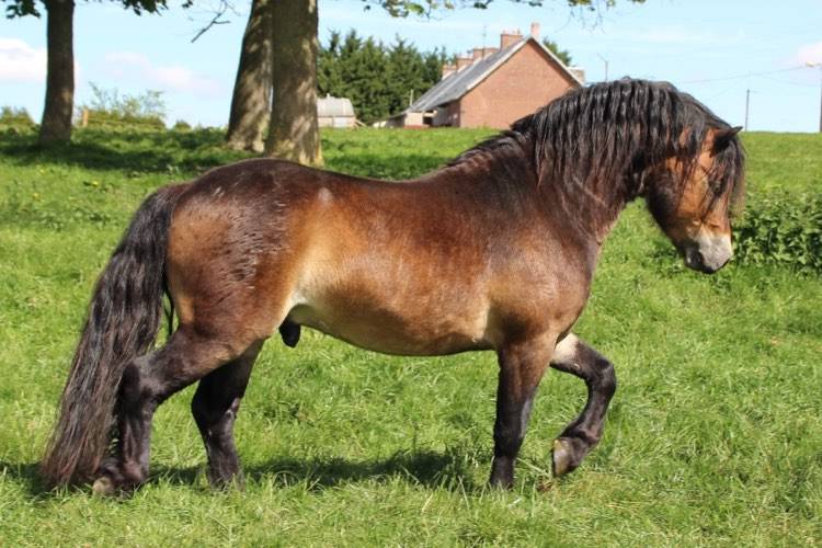 Shisltone Rocks Rigadoon  - Dartmoor 2012 by SHISLTONE ROCKS NORTHCOUNTRYMAN