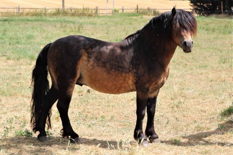 Shisltone Rocks Rigadoon  - Dartmoor 2012 by SHISLTONE ROCKS NORTHCOUNTRYMAN