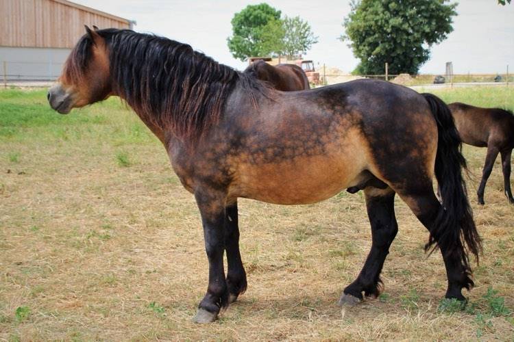 Shisltone Rocks Rigadoon  - Dartmoor 2012 by SHISLTONE ROCKS NORTHCOUNTRYMAN