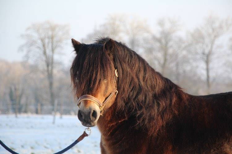 Shisltone Rocks Rigadoon  - Dartmoor 2012 by SHISLTONE ROCKS NORTHCOUNTRYMAN