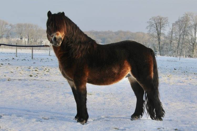 Shisltone Rocks Rigadoon  - Dartmoor 2012 by SHISLTONE ROCKS NORTHCOUNTRYMAN