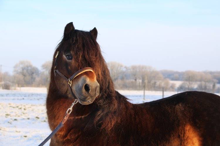Shisltone Rocks Rigadoon  - Dartmoor 2012 by SHISLTONE ROCKS NORTHCOUNTRYMAN