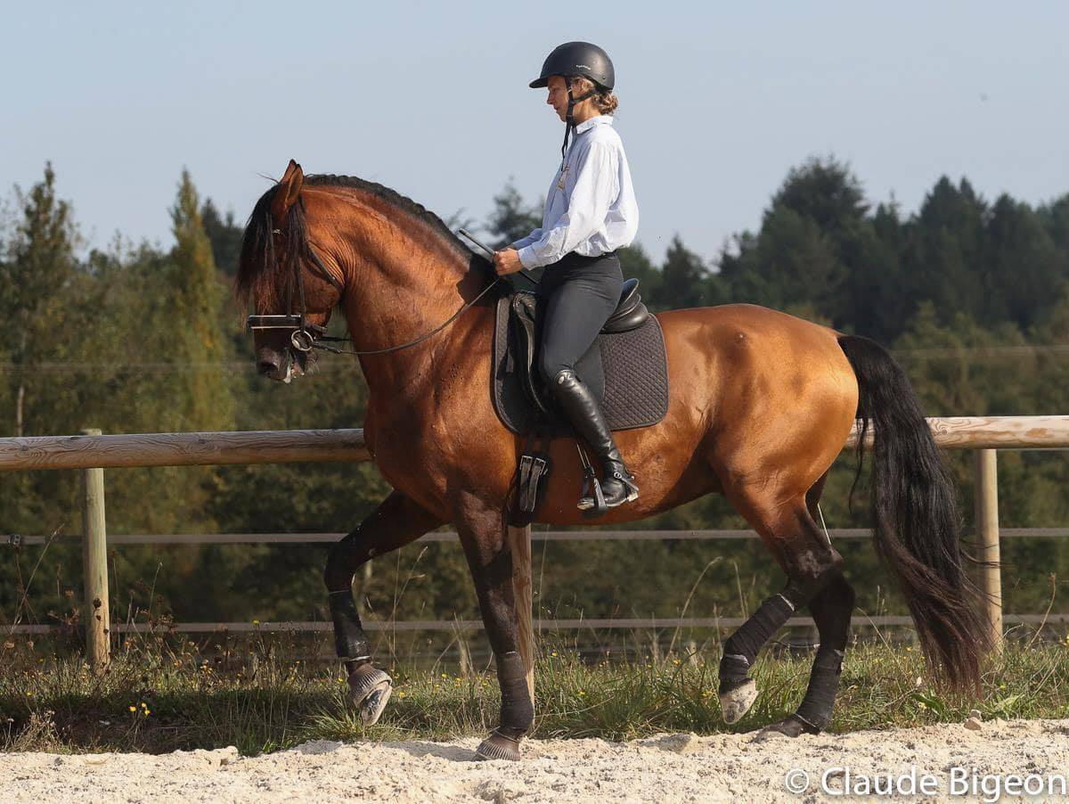 Vanidoso Vaillant - PRE Pure Spanish Bred 2009 by REVOLTOSO XXVI