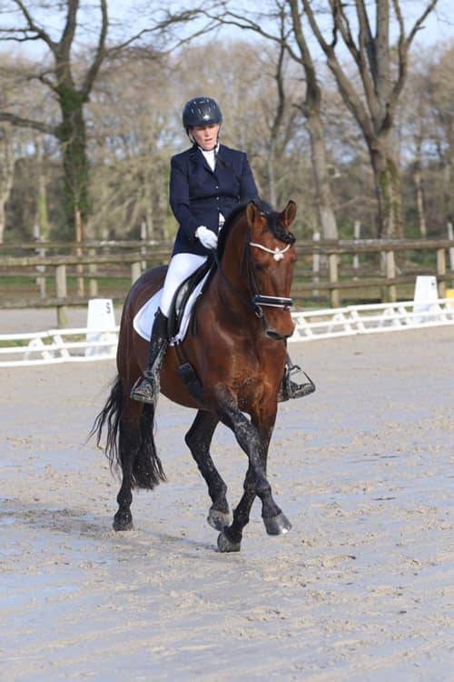 Vanidoso Vaillant - PRE Pure Spanish Bred 2009 by REVOLTOSO XXVI