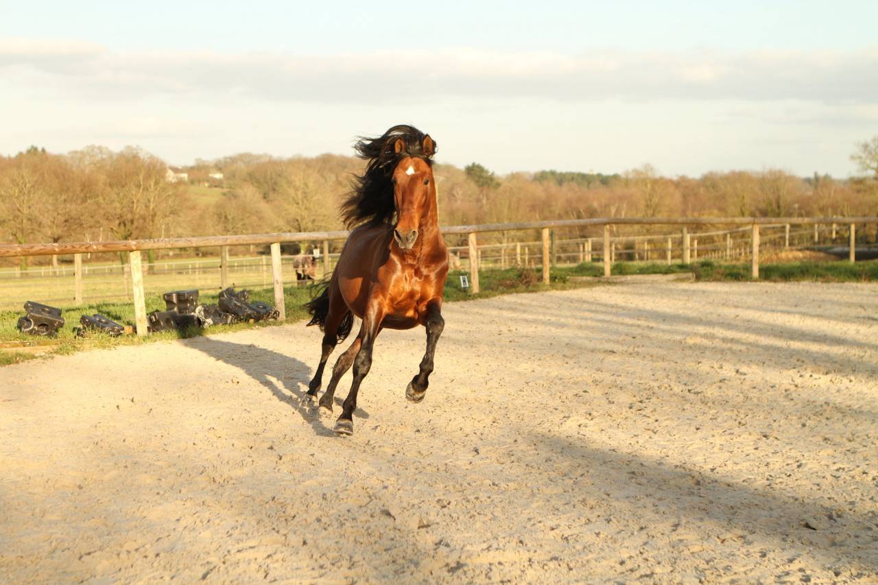 Vanidoso Vaillant - PRE Pure Spanish Bred 2009 by REVOLTOSO XXVI