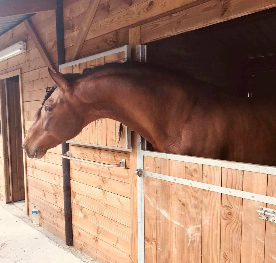 Vanidoso Vaillant - PRE Pure Spanish Bred 2009 by REVOLTOSO XXVI