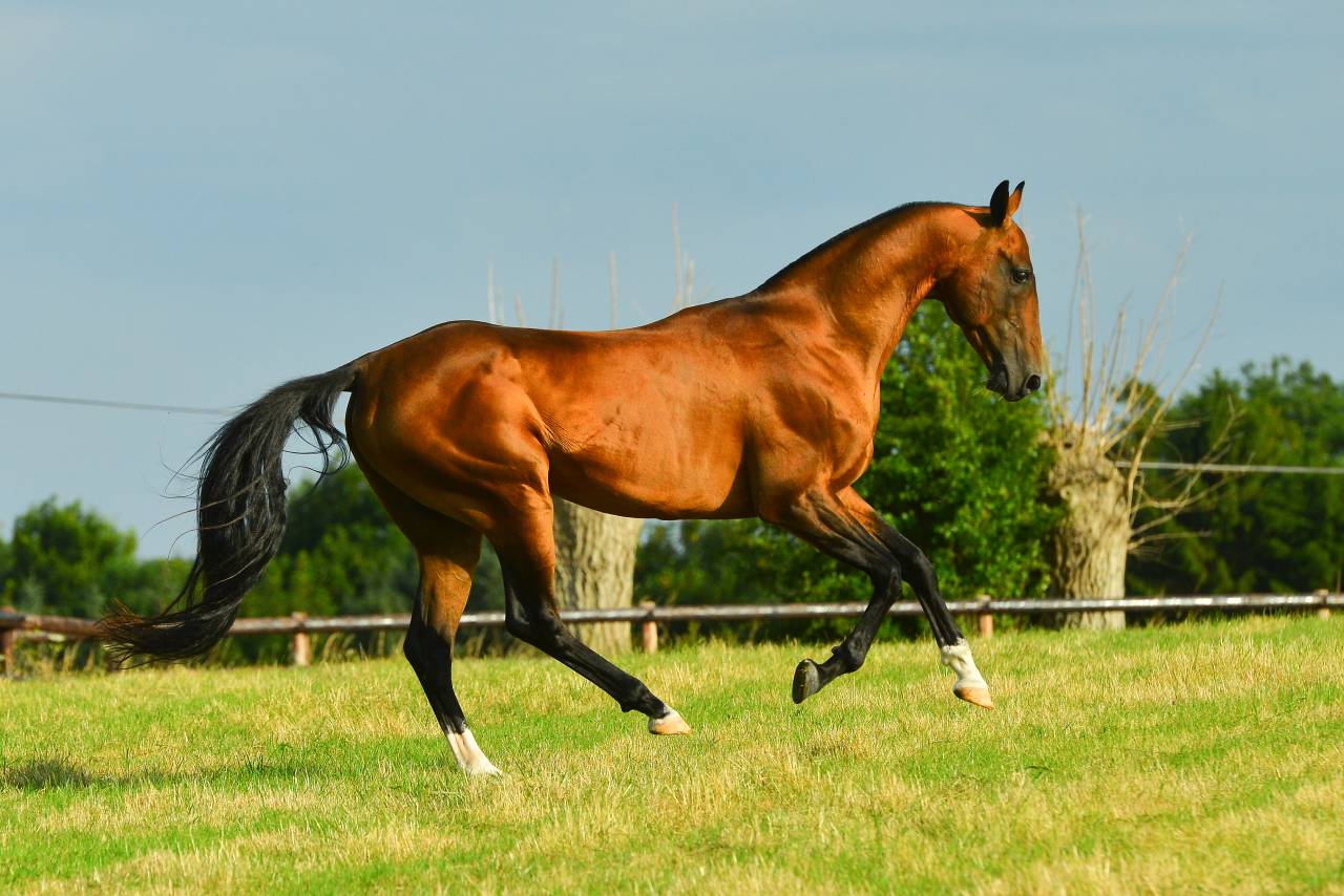 Sidjil - Akhal Teke 2006 by POMPEI
