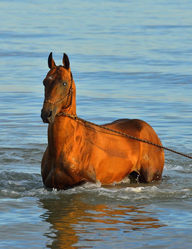 Sidjil - Akhal Teke 2006 by POMPEI