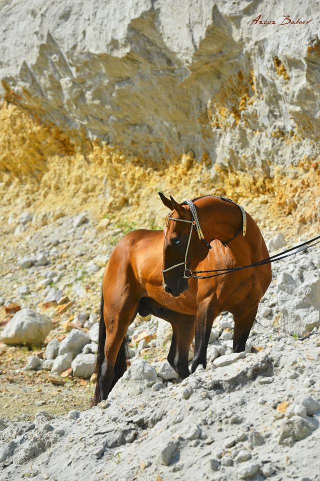 Sidjil - Akhal Teke 2006 by POMPEI