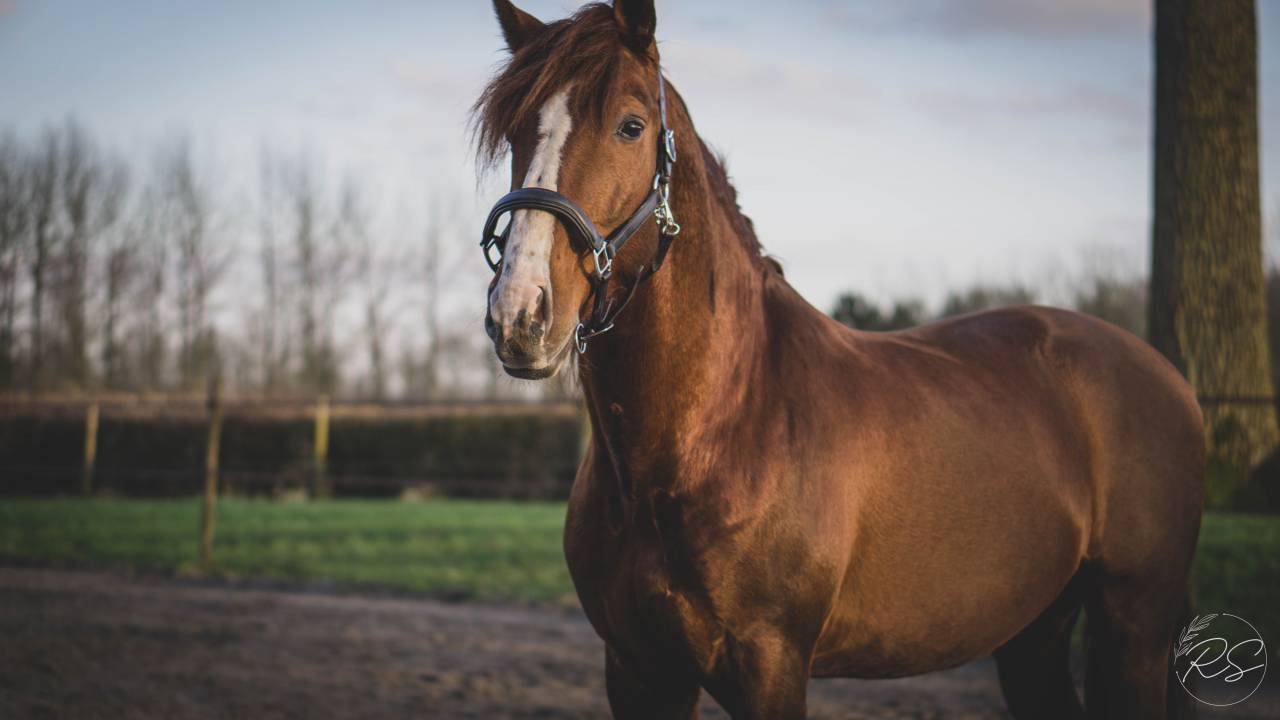 Discreto MP - PRE Pure Spanish Bred 2011