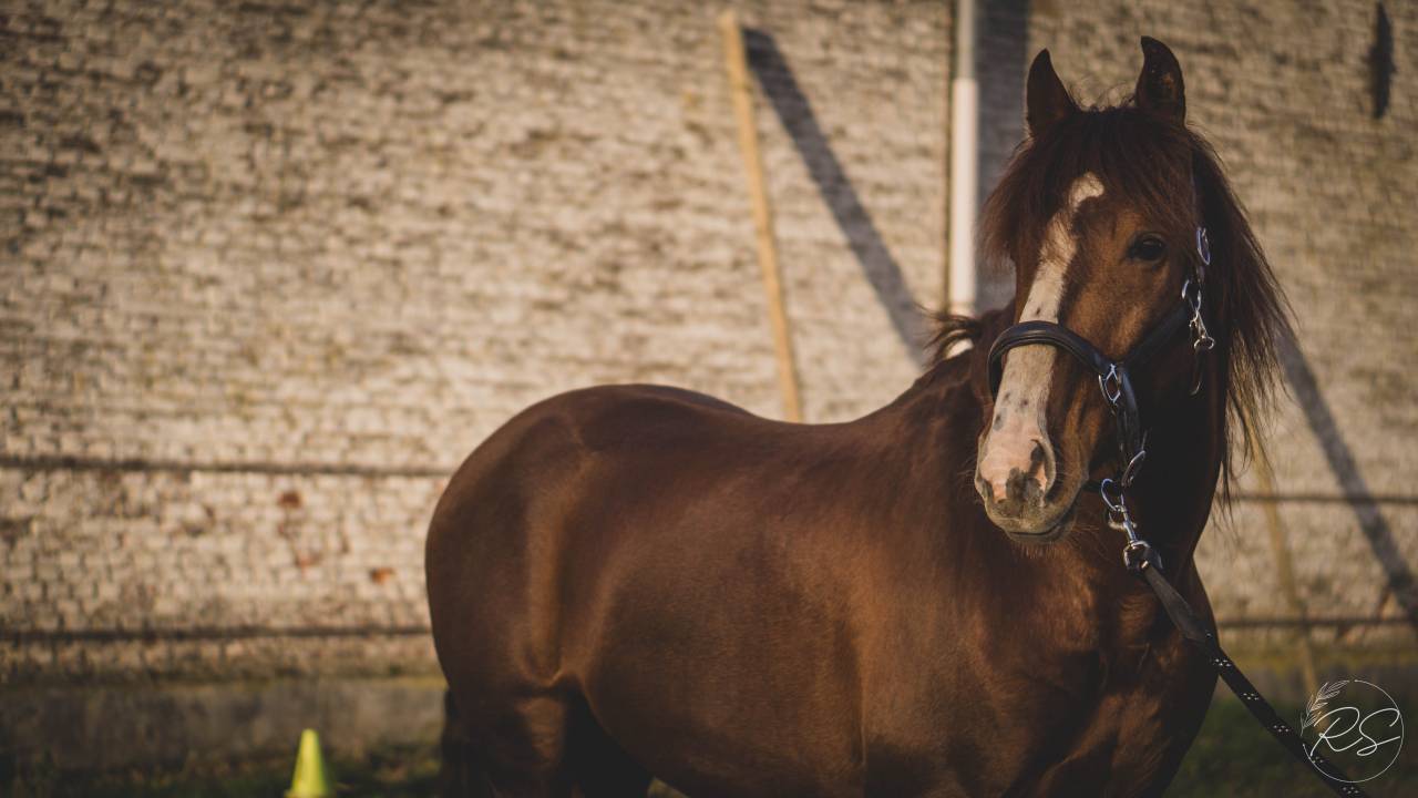 Discreto MP - PRE Pure Spanish Bred 2011