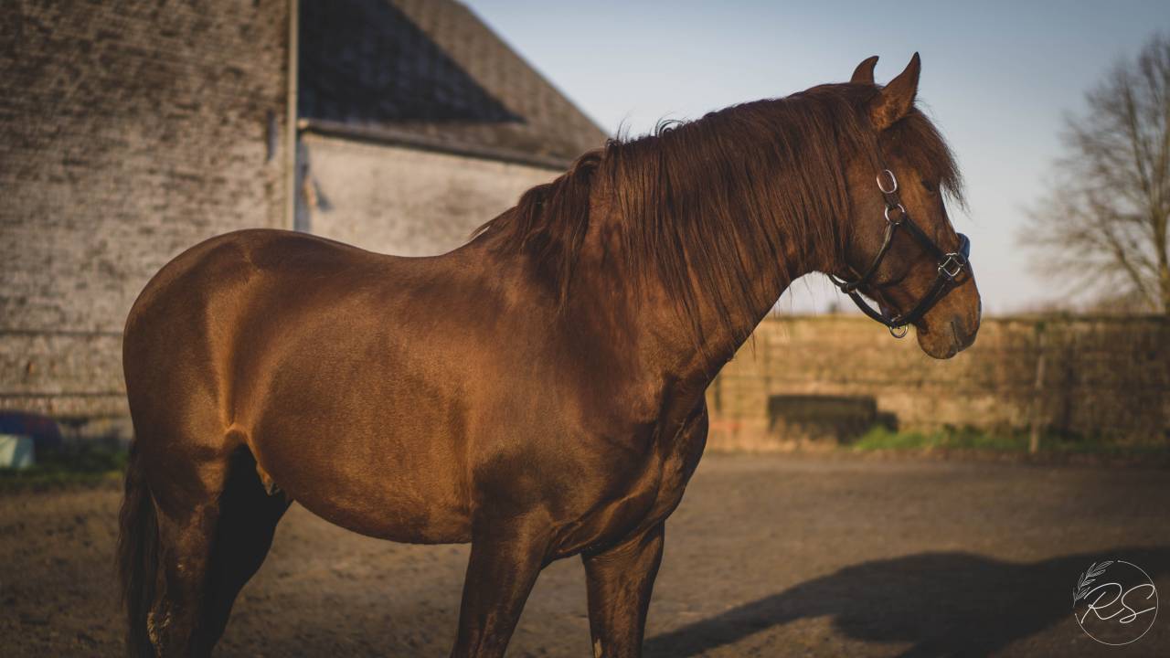 Discreto MP - PRE Pure Spanish Bred 2011