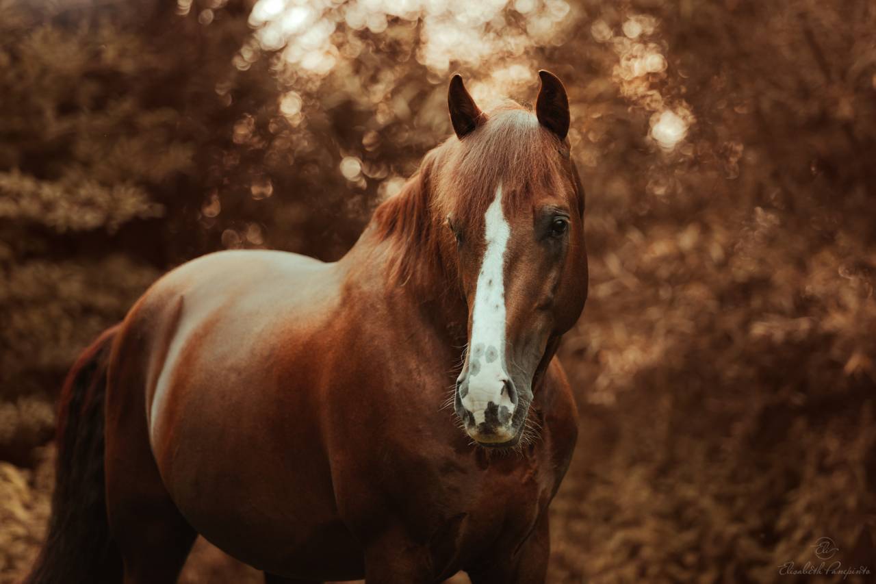 Discreto MP - PRE Pure Spanish Bred 2011