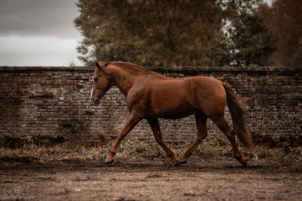 Discreto MP - PRE Pure Spanish Bred 2011