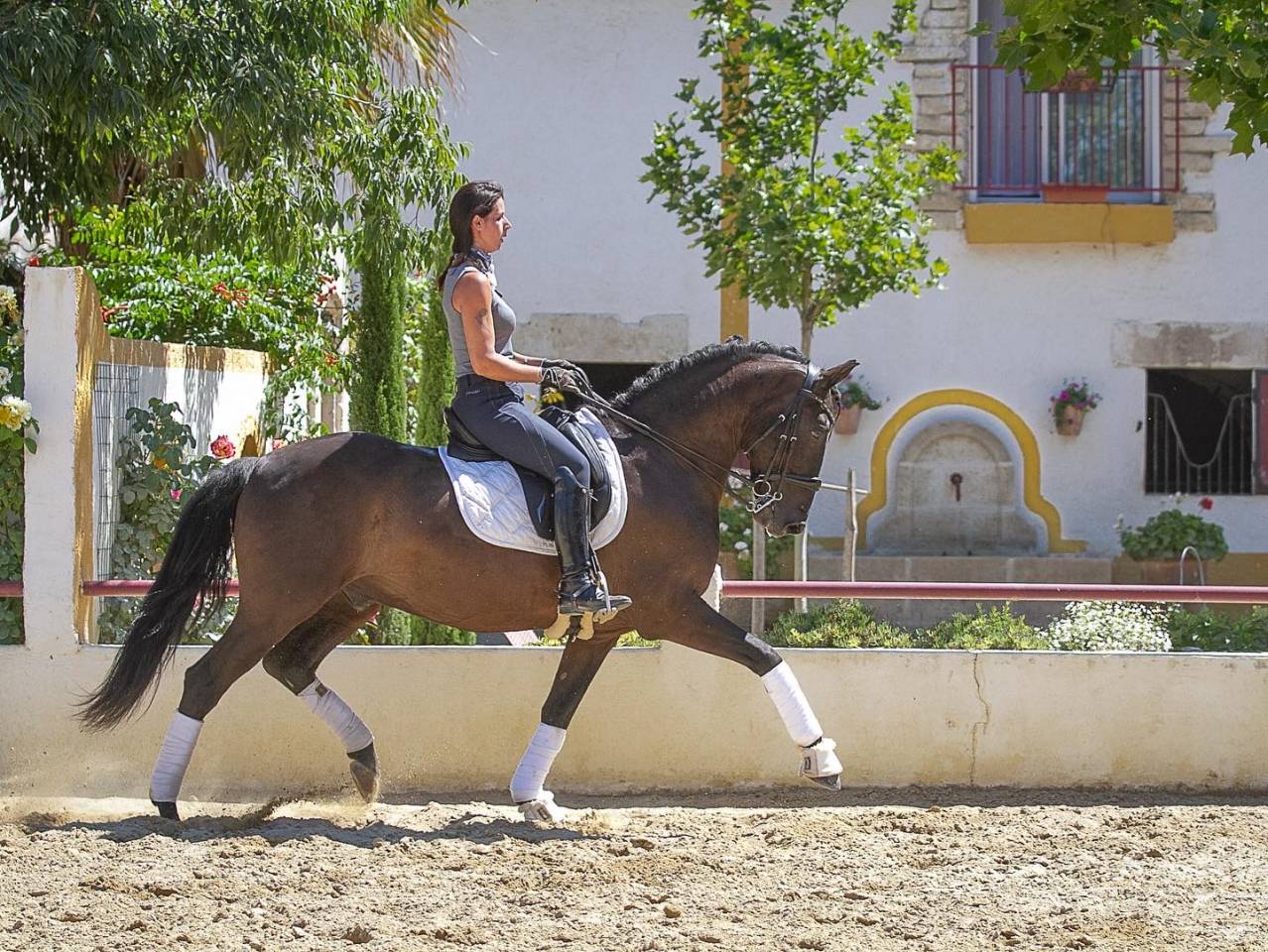 Veludo  - Lusitano 2009