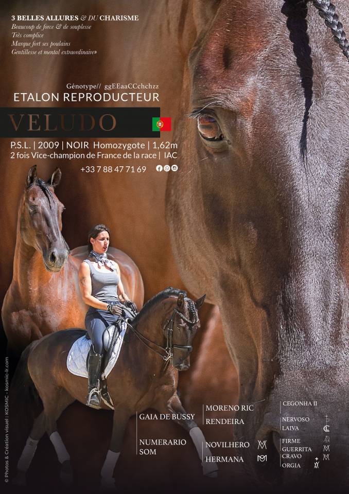 Veludo  - Lusitano 2009