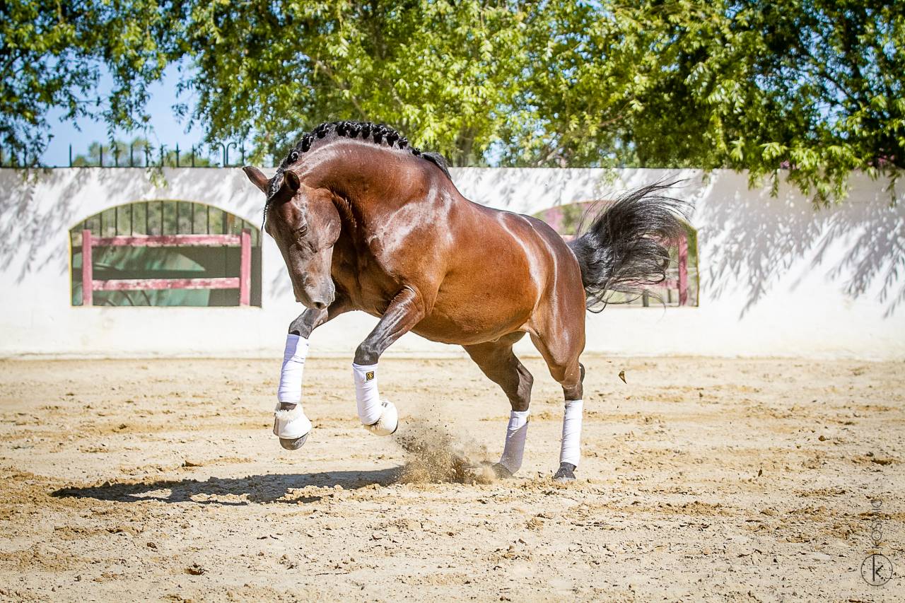 Veludo  - Lusitano 2009