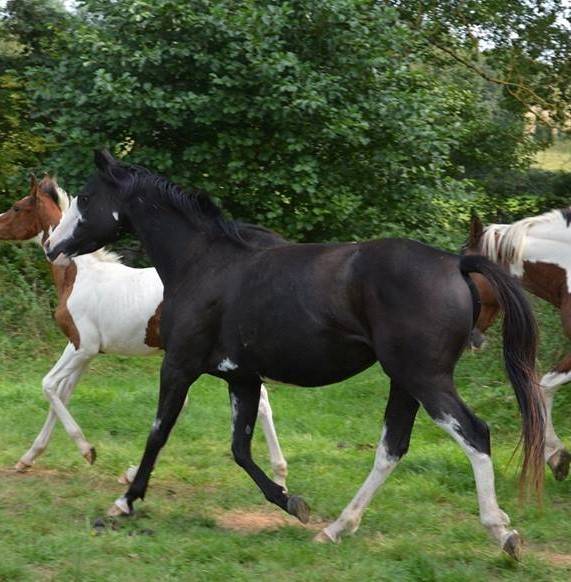 Colt Anglo-Arabian For sale 2023 Other color