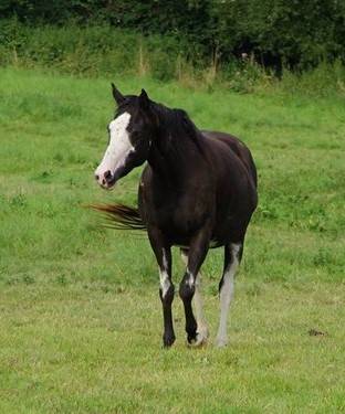 Colt Anglo-Arabian For sale 2023 Other color