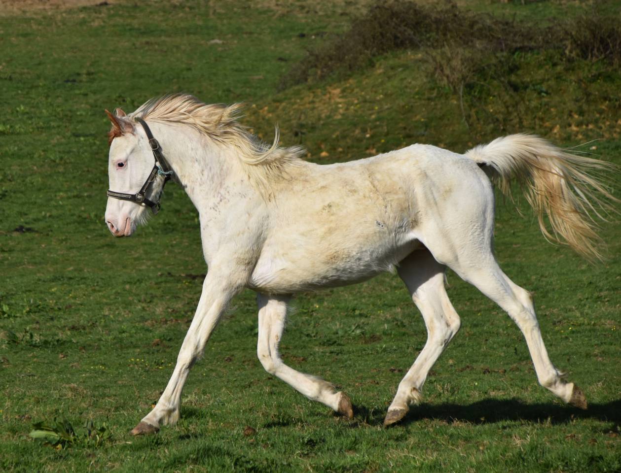 Colt Anglo-Arabian For sale 2023 Other color