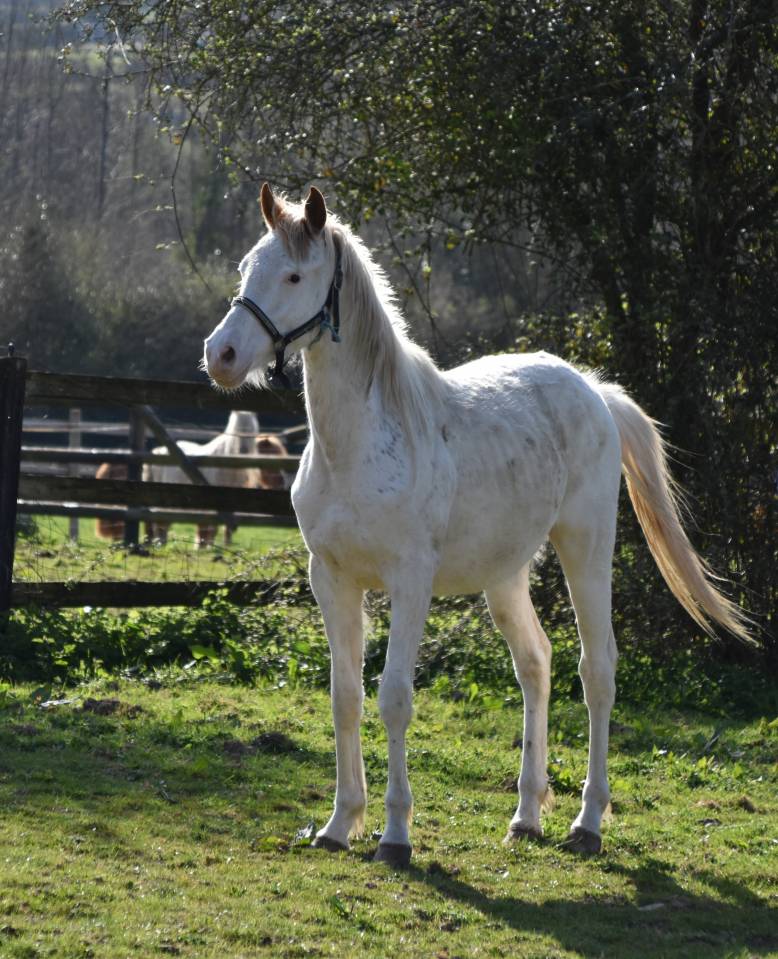 Colt Anglo-Arabian For sale 2023 Other color