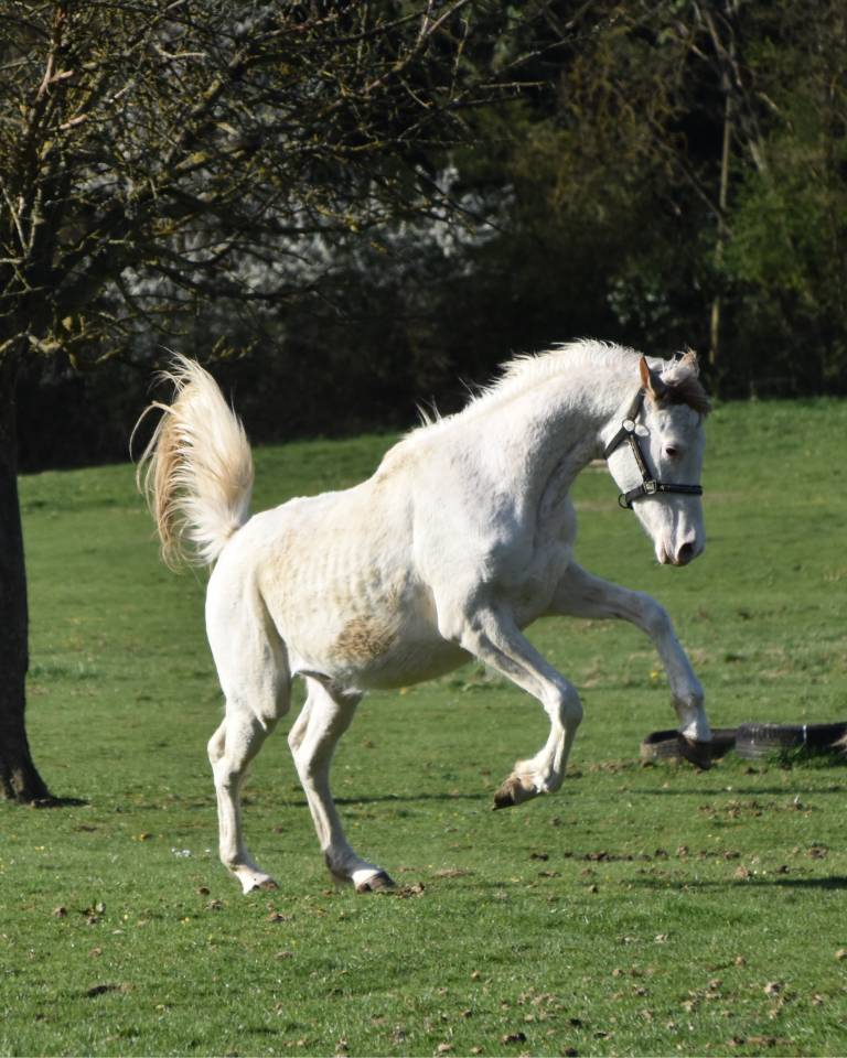 Colt Anglo-Arabian For sale 2023 Other color
