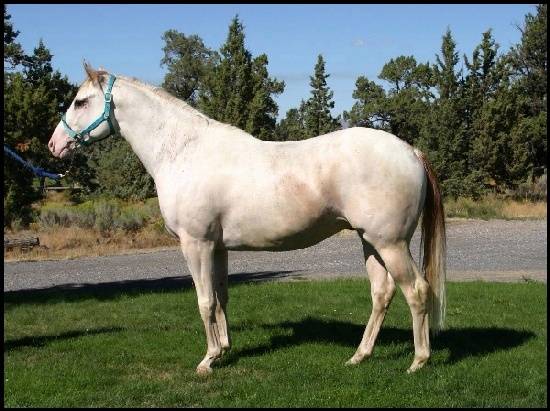 Colt Anglo-Arabian For sale 2023 Other color